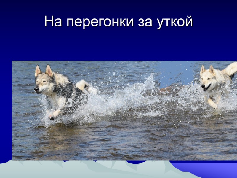 На перегонки за уткой